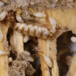 Jasa Anti Rayap: Solusi Efektif Melindungi Rumah dari Serangan Rayap