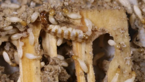 Jasa Anti Rayap: Solusi Efektif Melindungi Rumah dari Serangan Rayap