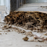 Jasa Anti Rayap: Solusi Efektif Melindungi Properti dari Kerusakan